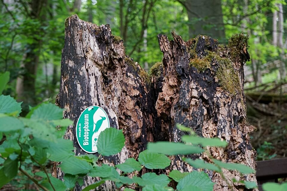 Totholz Biotop im Wald bei Langenburg