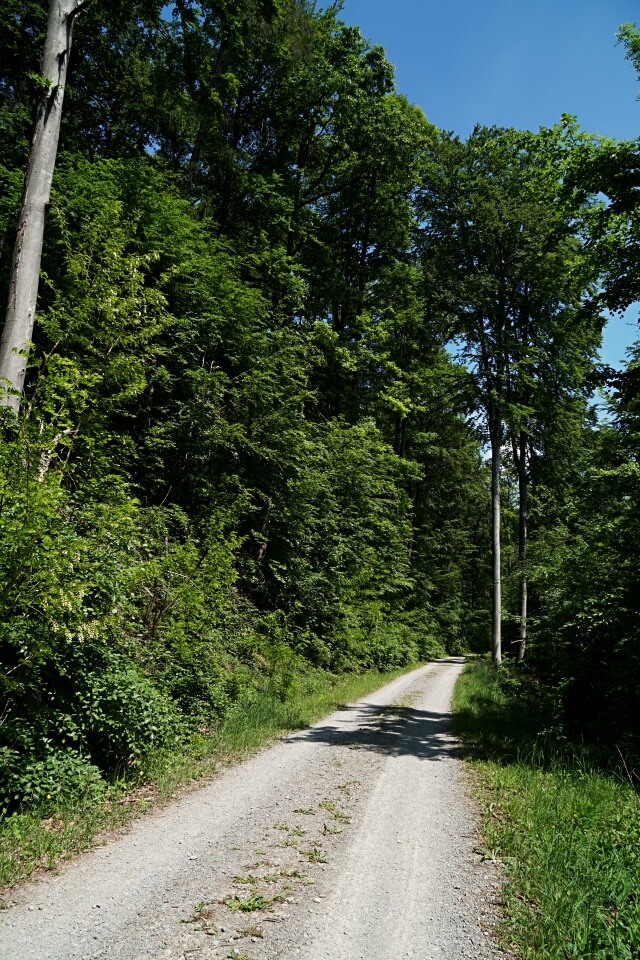 Waldweg in den Lowensteiner Bergen
