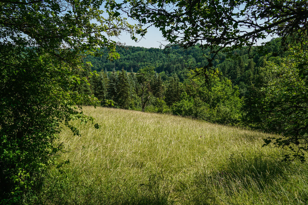 Ausblick in den Wald am Essigberg