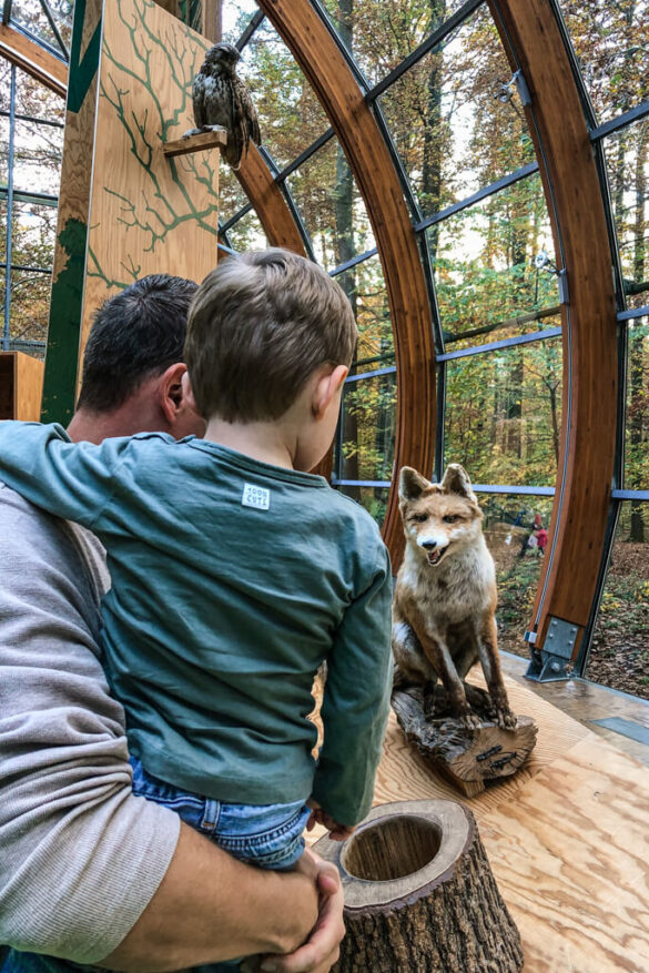 Fuchs im Haus des Waldes Stuttgart