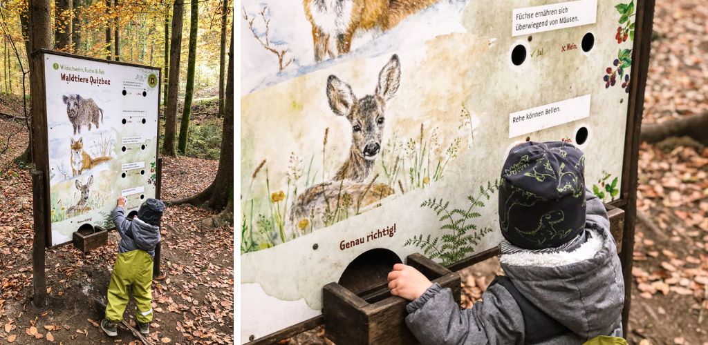 Waldtier Quiz auf dem Walderlebnispfad Urbach im Schwaebischen Wald