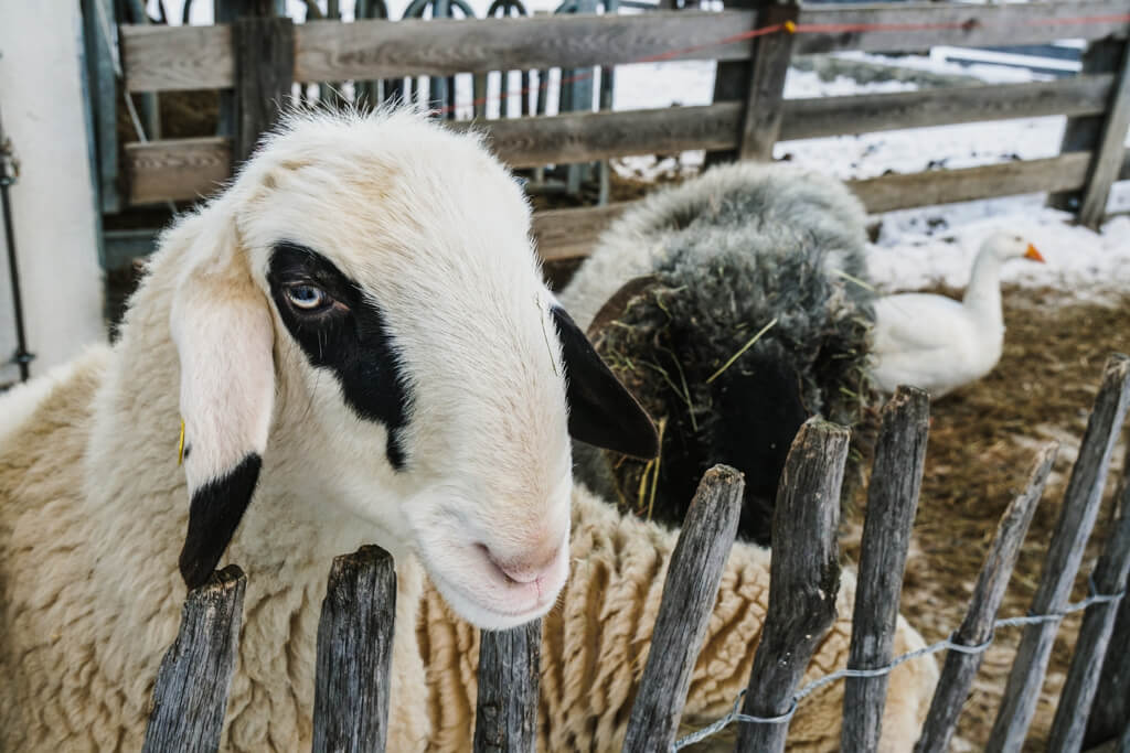 Schafe im Winter